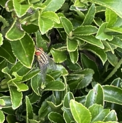 Oxysarcodexia varia at Canberra, ACT - 8 Feb 2023 05:30 PM