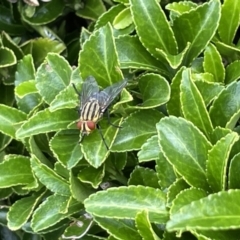 Oxysarcodexia varia at Canberra, ACT - 8 Feb 2023 05:30 PM