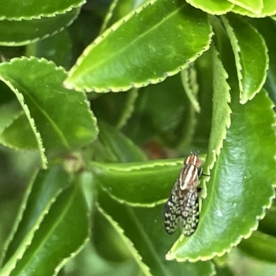 Sapromyza mallochiana (A lauxaniid fly) at Glebe Park - 8 Feb 2023 by Hejor1