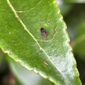 Platypezidae sp. (family) at Canberra, ACT - 8 Feb 2023