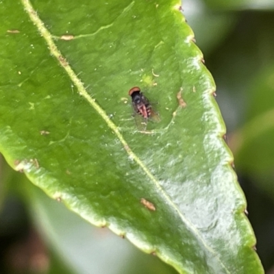 Platypezidae sp. (family) (Unidentified platypezid fly) at Glebe Park - 8 Feb 2023 by Hejor1