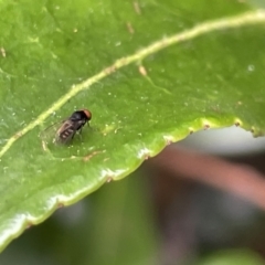 Platypezidae sp. (family) at Canberra, ACT - 8 Feb 2023