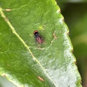 Platypezidae sp. (family) at Canberra, ACT - 8 Feb 2023