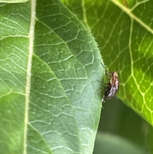 Steganopsis melanogaster at Canberra, ACT - 8 Feb 2023