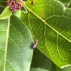 Steganopsis melanogaster at Canberra, ACT - 8 Feb 2023