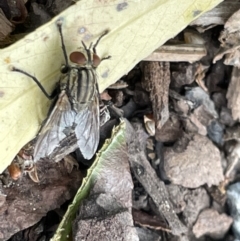 Oxysarcodexia varia (Striped Dung Fly) at Canberra, ACT - 8 Feb 2023 by Hejor1