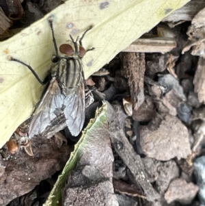 Oxysarcodexia varia at Canberra, ACT - 8 Feb 2023