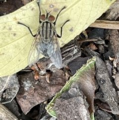 Oxysarcodexia varia at Canberra, ACT - 8 Feb 2023