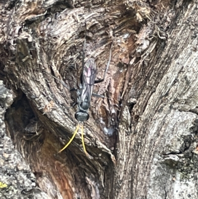 Fabriogenia sp. (genus) (Spider wasp) at Canberra, ACT - 8 Feb 2023 by Hejor1