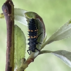 Harmonia conformis (Common Spotted Ladybird) at Glebe Park - 8 Feb 2023 by Hejor1