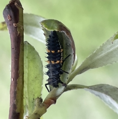 Harmonia conformis (Common Spotted Ladybird) at Glebe Park - 8 Feb 2023 by Hejor1