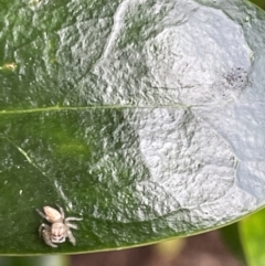 Opisthoncus sp. (genus) (Unidentified Opisthoncus jumping spider) at Glebe Park - 8 Feb 2023 by Hejor1