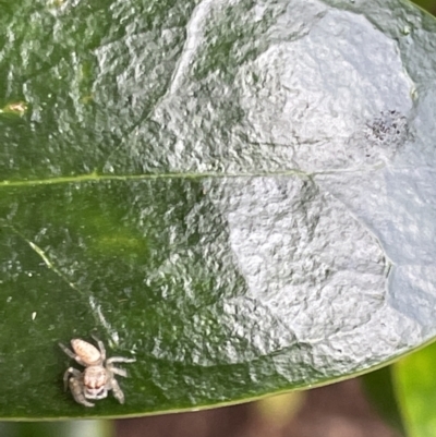 Opisthoncus sp. (genus) (Unidentified Opisthoncus jumping spider) at Glebe Park - 8 Feb 2023 by Hejor1