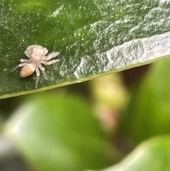 Opisthoncus sp. (genus) at Canberra, ACT - 8 Feb 2023