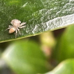 Opisthoncus sp. (genus) at Canberra, ACT - 8 Feb 2023