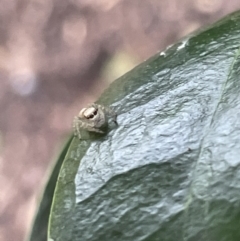 Opisthoncus sp. (genus) at Canberra, ACT - 8 Feb 2023