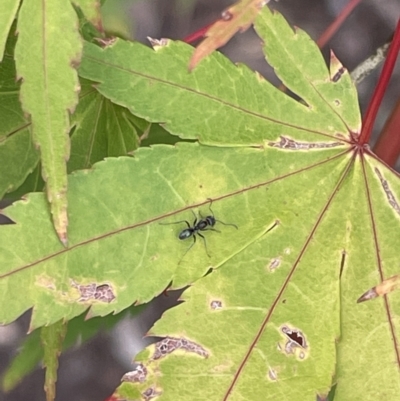 Iridomyrmex sp. (genus) (Ant) at Glebe Park - 8 Feb 2023 by Hejor1