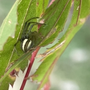 Deliochus zelivira at Canberra, ACT - 8 Feb 2023 05:52 PM