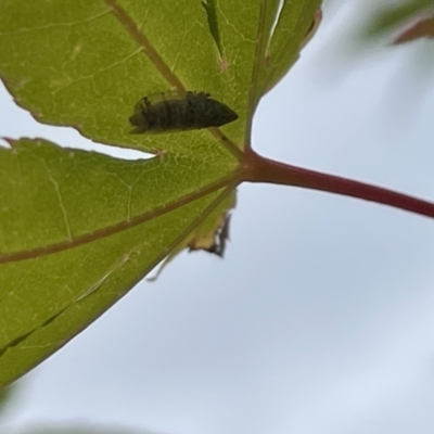 Japananus hyalinus (Japanese Maple Leafhopper) at Glebe Park - 8 Feb 2023 by Hejor1