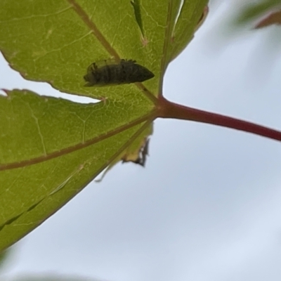 Japananus hyalinus (Japanese Maple Leafhopper) at Canberra, ACT - 8 Feb 2023 by Hejor1