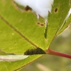 Japananus hyalinus at Canberra, ACT - 8 Feb 2023