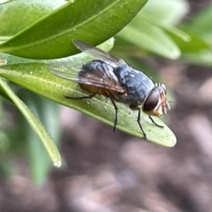 Calliphora vicina at Canberra, ACT - 8 Feb 2023