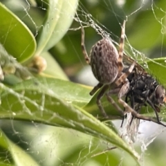 Badumna sp. (genus) (Lattice-web spider) at Glebe Park - 8 Feb 2023 by Hejor1