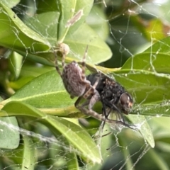 Badumna sp. (genus) at Canberra, ACT - 8 Feb 2023