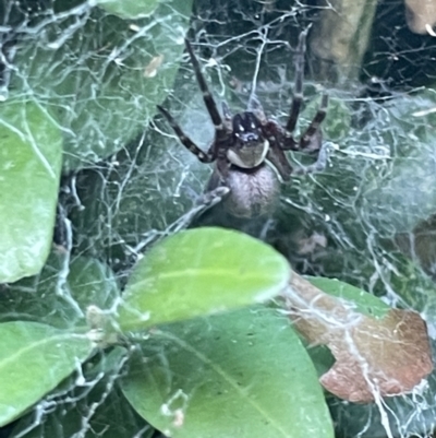 Badumna sp. (genus) (Lattice-web spider) at Glebe Park - 8 Feb 2023 by Hejor1