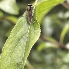 Stratiomyidae (family) at Canberra, ACT - 8 Feb 2023 06:05 PM