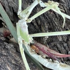 Phasmatodea (order) at Casey, ACT - 11 Feb 2023