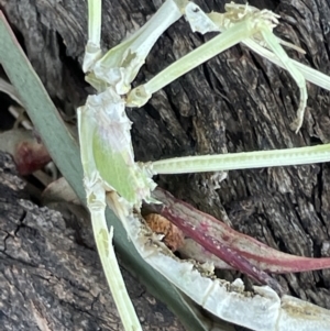 Phasmatodea (order) at Casey, ACT - 11 Feb 2023