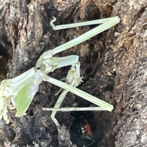 Phasmatodea (order) at Casey, ACT - 11 Feb 2023