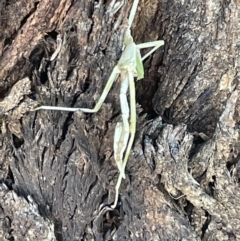 Phasmatodea (order) at Casey, ACT - 11 Feb 2023