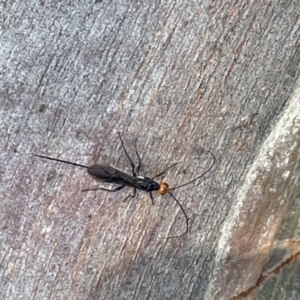 Braconidae (family) at Casey, ACT - 11 Feb 2023