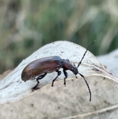 Ecnolagria grandis (Honeybrown beetle) at Casey, ACT - 10 Feb 2023 by Hejor1