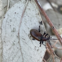 Ecnolagria grandis at Casey, ACT - 11 Feb 2023