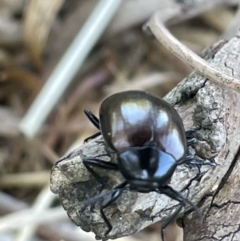 Chalcopteroides spectabilis at Casey, ACT - 11 Feb 2023 10:31 AM