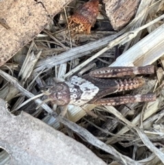 Pycnostictus sp. (genus) (A bandwing grasshopper) at Casey, ACT - 11 Feb 2023 by Hejor1