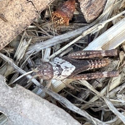 Pycnostictus sp. (genus) (A bandwing grasshopper) at Casey, ACT - 11 Feb 2023 by Hejor1