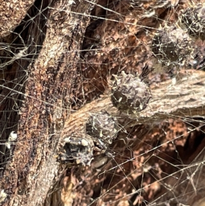 Celaenia calotoides (Bird-dropping spider) at Casey, ACT - 10 Feb 2023 by Hejor1