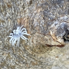 Cryptolaemus montrouzieri at Casey, ACT - 11 Feb 2023