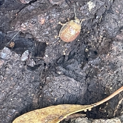 Paropsisterna decolorata (A Eucalyptus leaf beetle) at Casey, ACT - 10 Feb 2023 by Hejor1