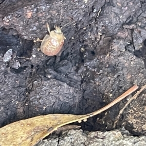 Paropsisterna decolorata at Casey, ACT - 11 Feb 2023