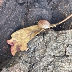 Paropsisterna decolorata at Casey, ACT - 11 Feb 2023