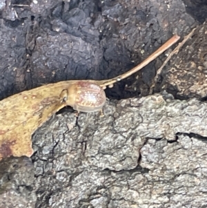 Paropsisterna decolorata at Casey, ACT - 11 Feb 2023