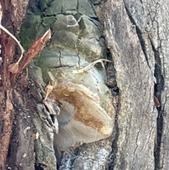 Phellinus sp. (non-resupinate) (A polypore) at Casey, ACT - 10 Feb 2023 by Hejor1