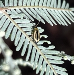 Monolepta froggatti at Casey, ACT - 11 Feb 2023