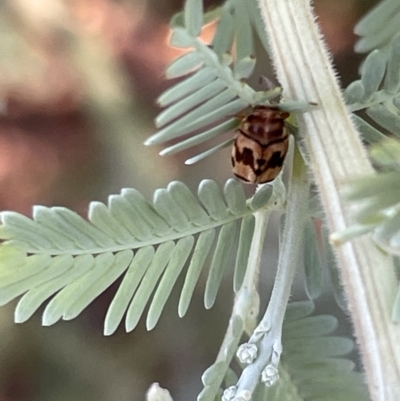 Elaphodes cervinus (Leaf beetle) at Casey, ACT - 11 Feb 2023 by Hejor1