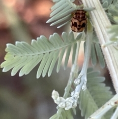 Elaphodes cervinus at Casey, ACT - 11 Feb 2023 11:20 AM